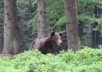  Brown bear (ursus arctos) in the dark old spruce forest