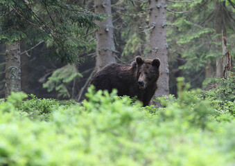 Obraz na płótnie Canvas Brown bear (ursus arctos) in the dark old spruce forest