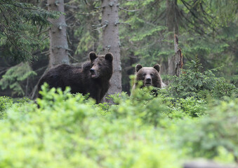 Family brown bear (ursus arctos) in the dark old spruce forest