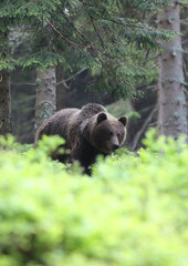 Fototapeta premium Brown bear (ursus arctos) in the dark old spruce forest