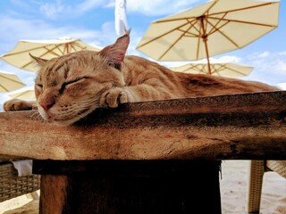 Maker:S,Date:2017-11-25,Ver:6,Lens:Kan03,Act:Lar02,E-Y