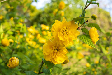 八重ヤマブキの花／智光山公園（埼玉県狭山市）Kerria japonica f. plena