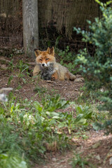 Obraz na płótnie Canvas red fox in the Pyrenees
