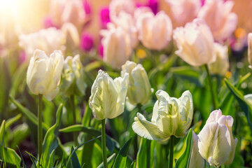 White tulips blooming in the garden.  Spring nature background