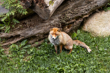 red fox in the Pyrenees