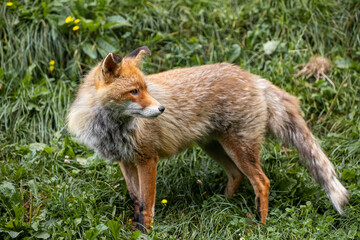 red fox in the Pyrenees