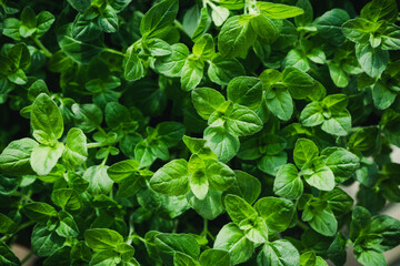 Fototapeta na wymiar Green Oregano Leaves Background. Closeup Texture Detail. Fresh Herbs Produce
