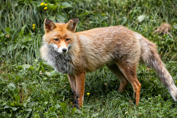 red fox in the Pyrenees