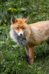 red fox in the Pyrenees