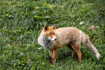 red fox in the Pyrenees