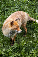 red fox in the Pyrenees
