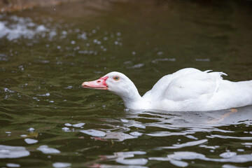 Obraz premium white duck swimming in the water