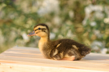 little ducklings sit on a box in a blooming garden in the village