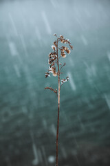 Schneefall
