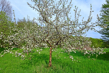 flowering Apple tree in a meadow orchard // blühender Apfelbaum in einer Streuobstwiese - obrazy, fototapety, plakaty