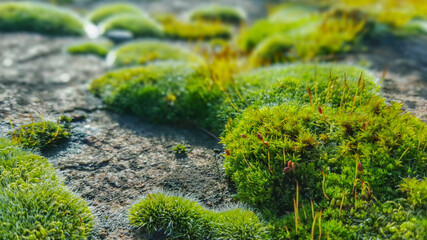 Patch of green moss on stones in the sunlight with morning dew drops, calm nature, meditative