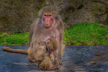 Baboon Mother And Baby
