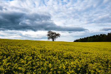 field of rapeseed with a single tree