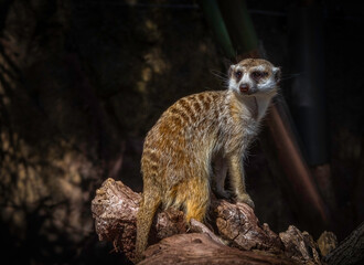 Fototapeta premium Meerkat On Log