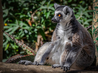 Sitting Lemur