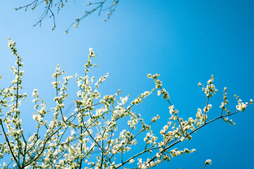 Fragrance of flowers
