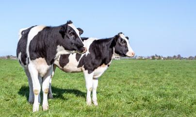 Two black and white cows, frisian holstein, standing in a pasture, looking aside, a blue sky and a straight horizon.