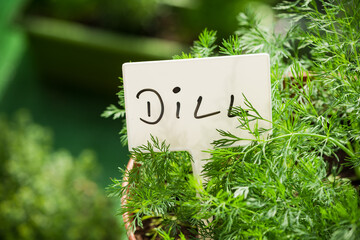 Dill Fresh Herb in Pot with Name Label Growing in Sunlight