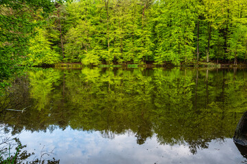 reflection of trees in the water