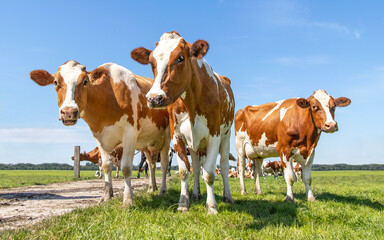 Group of cows together walking on a path to the milking parlor, happy and joyful on sunny day