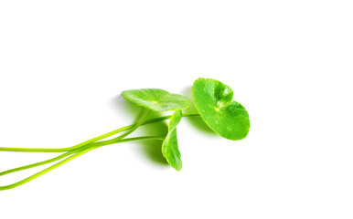 Gotu Kola
