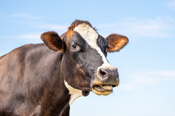 Funny portrait of a mooing cow, with open mouth, the head of a cow with white blaze, showing teeth while chewing, relaxed