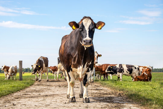Cow approaching, walking on a path in a pasture under a blue sky and a herd of cows as background and a faraway straight horizon