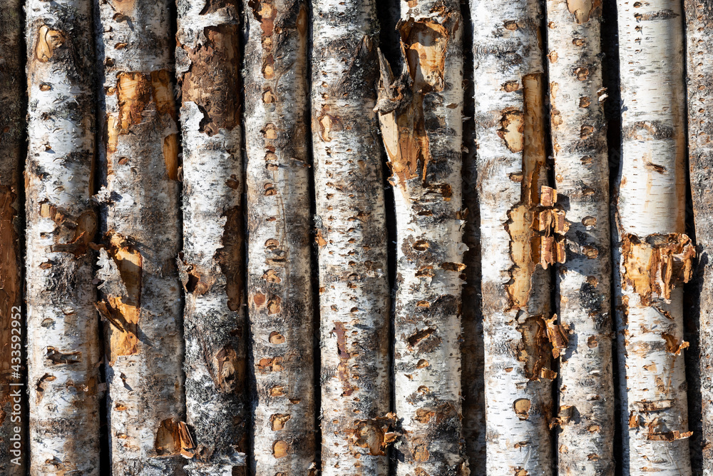 Poster birch logs in rows. the trees are stacked with stacks. timber