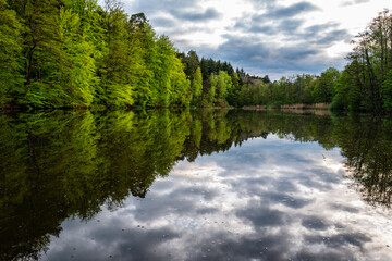 reflection of trees in the water