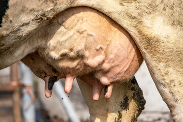 Udder and teat of a cow close up, soft pink and large mammary veins