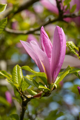 Magnolia flowering in spring. Netherlands.