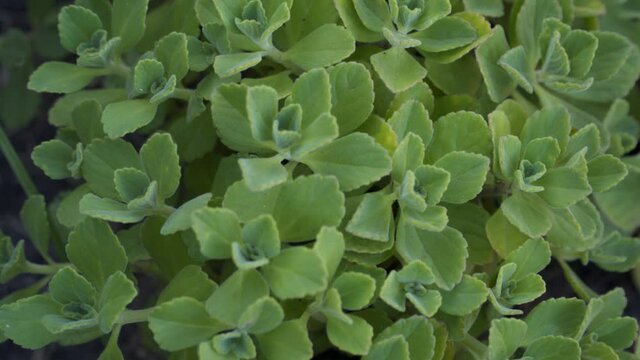 Panning over Leafs - Green Leafs of Boldo