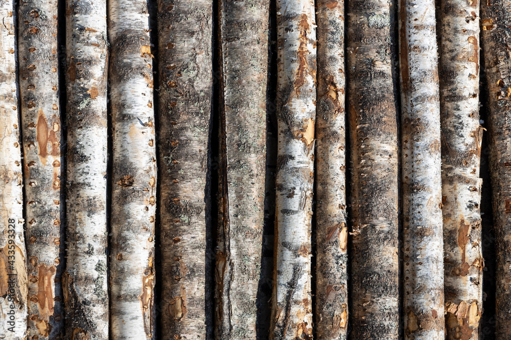 Poster birch logs in rows. the trees are stacked with stacks. timber