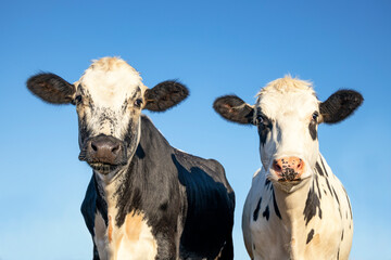 Portrait of two cow heads, friendly together, medium shot with dreamy eyes, black spots mottled with pale blue sky  background