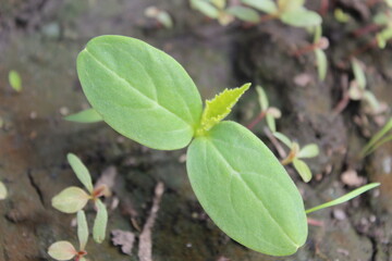 grass, green, nature, plant, spring, field, garden, agriculture, vegetable, growth, leaf, onion, fresh, lawn, summer, food, forest, ground, texture, natural, soil, farm, plants, organic, leaves