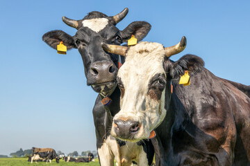 Cow playfully cuddling with another cow in a pasture under a blue sky, duo heads close together