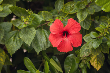 Red hibiscus flower over green leaves background. China rose