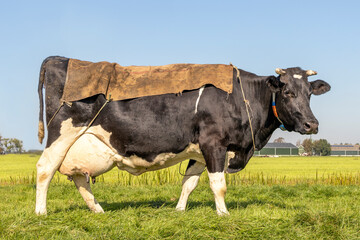 Cow, a sack on her back, full big udders in a pasture in the Netherlands