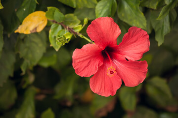 Obraz premium Red hibiscus flower over green leaves background. China rose