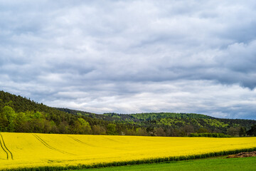 rapeseed field and sky
