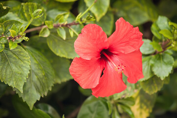 Obraz premium Red hibiscus flower over green leaves background. China rose