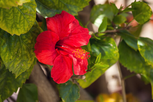 Red hibiscus flower over green leaves background. China rose
