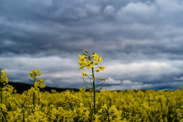 Fototapeta na wymiar yellow rapeseed field