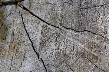 grass, green, nature, plant, spring, field, garden, agriculture, vegetable, growth, leaf, onion, fresh, lawn, summer, food, forest, ground, texture, natural, soil, farm, plants, organic, leaves