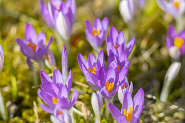 Violet Flowers Grow In The Grass. Spring crocus 